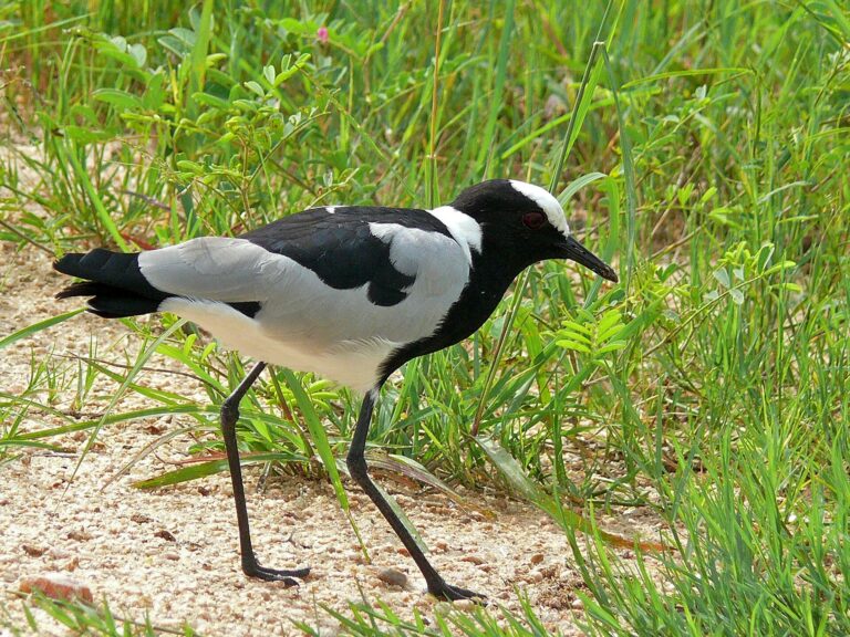 Čejka běločelá (Vanellus armatus)