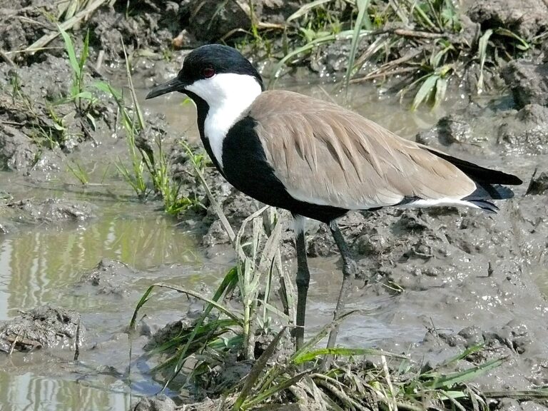 Čejka trnitá (Vanellus spinosus)