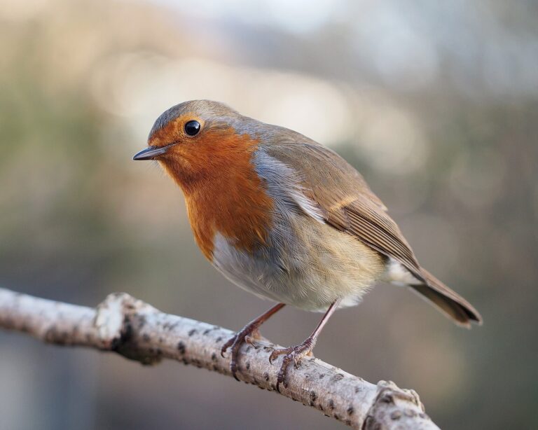 Červenka obecná (Erithacus rubecula)