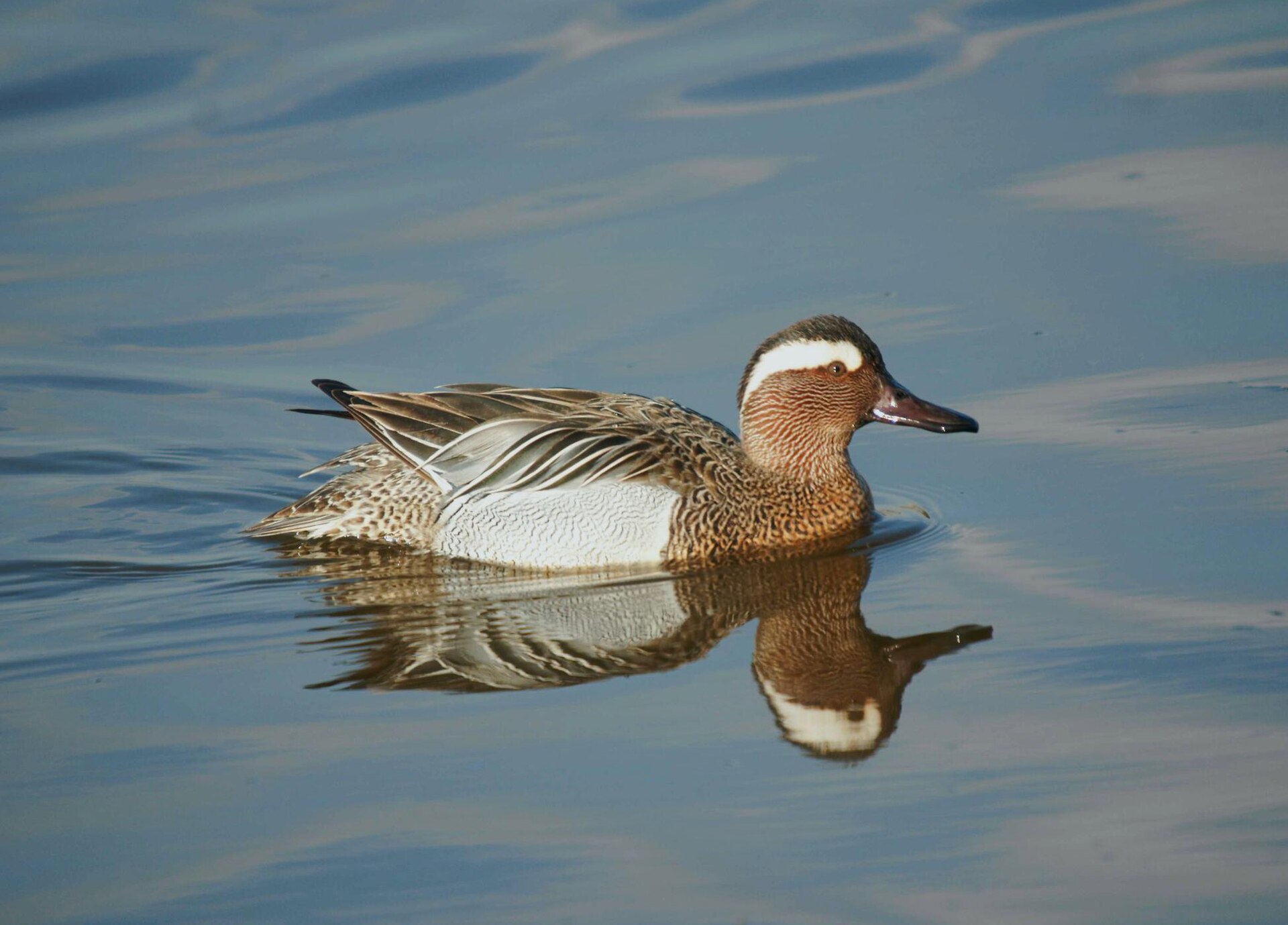 Čírka modrá