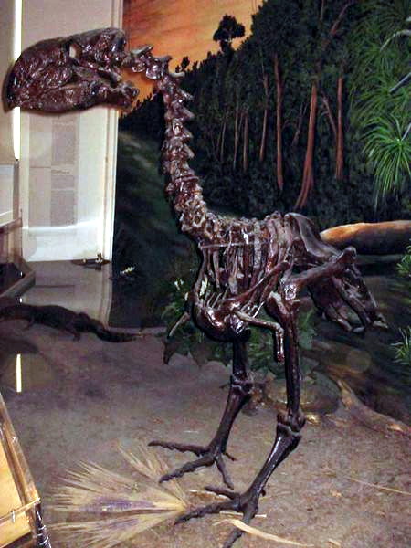 Diatryma
