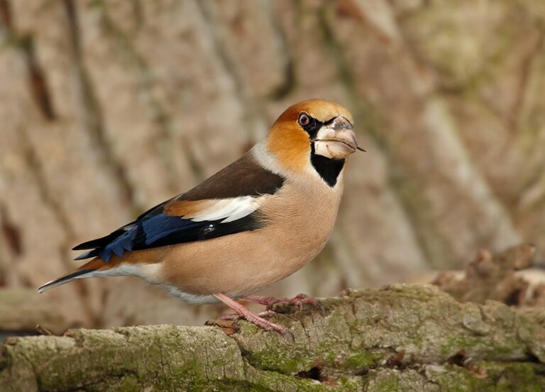 Dlask tlustozobý Dlask tlustozobý (Coccothraustes coccothraustes)