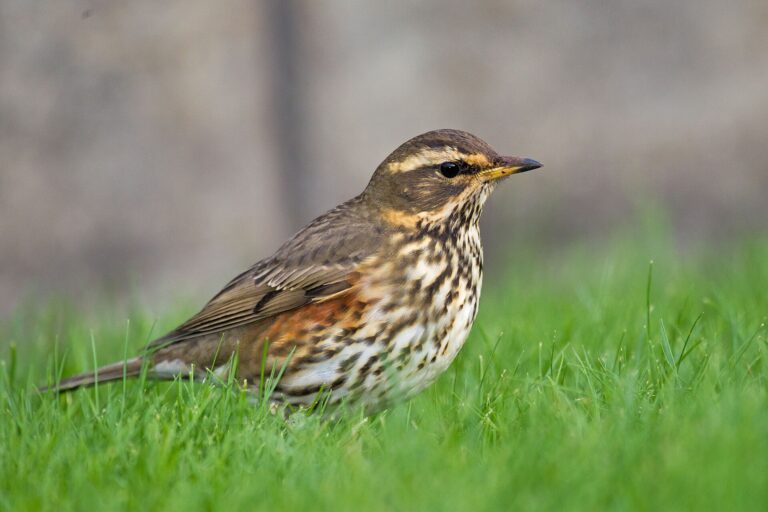 Drozd cvrčala (Turdus iliacus)