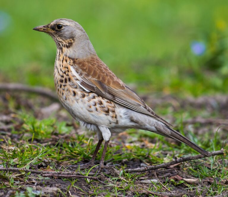 Drozd kvíčala (Turdus pilaris)