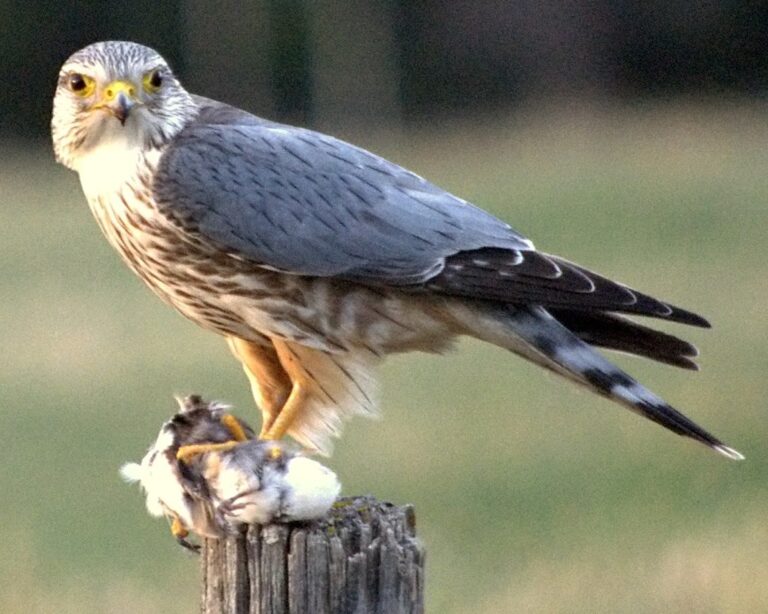 Dřemlík tundrový (Falco columbarius)