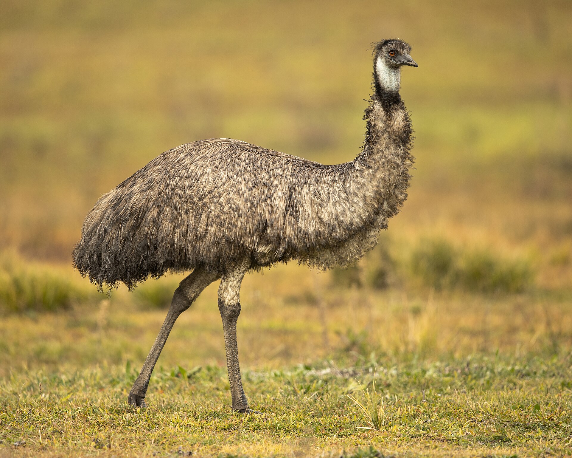Emu hnědý