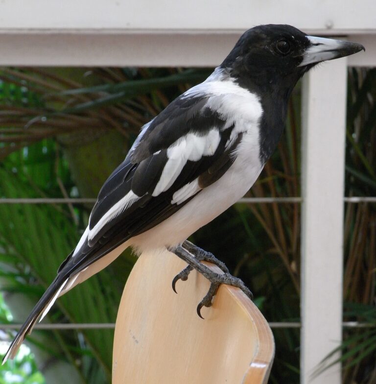 Flétňák černohrdlý (Cracticus nigrogularis)