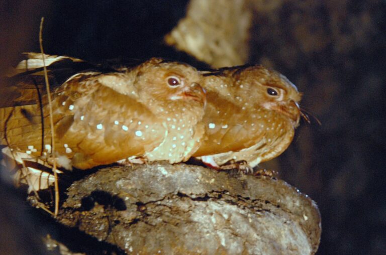 Gvačaro jeskynní (Steatornis caripensis)