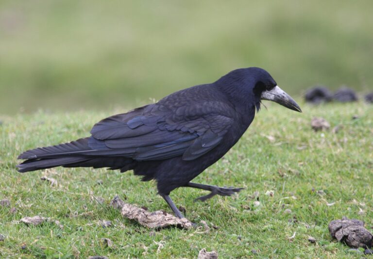 Havran polní (Corvus frugilegus)
