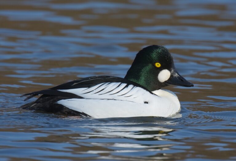 Hohol severní (Bucephala clangula)