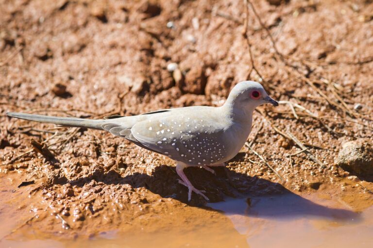 Holoubek diamantový (Geopelia cuneata)