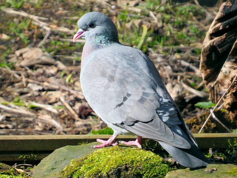 Holub doupňák (Columba oenas)