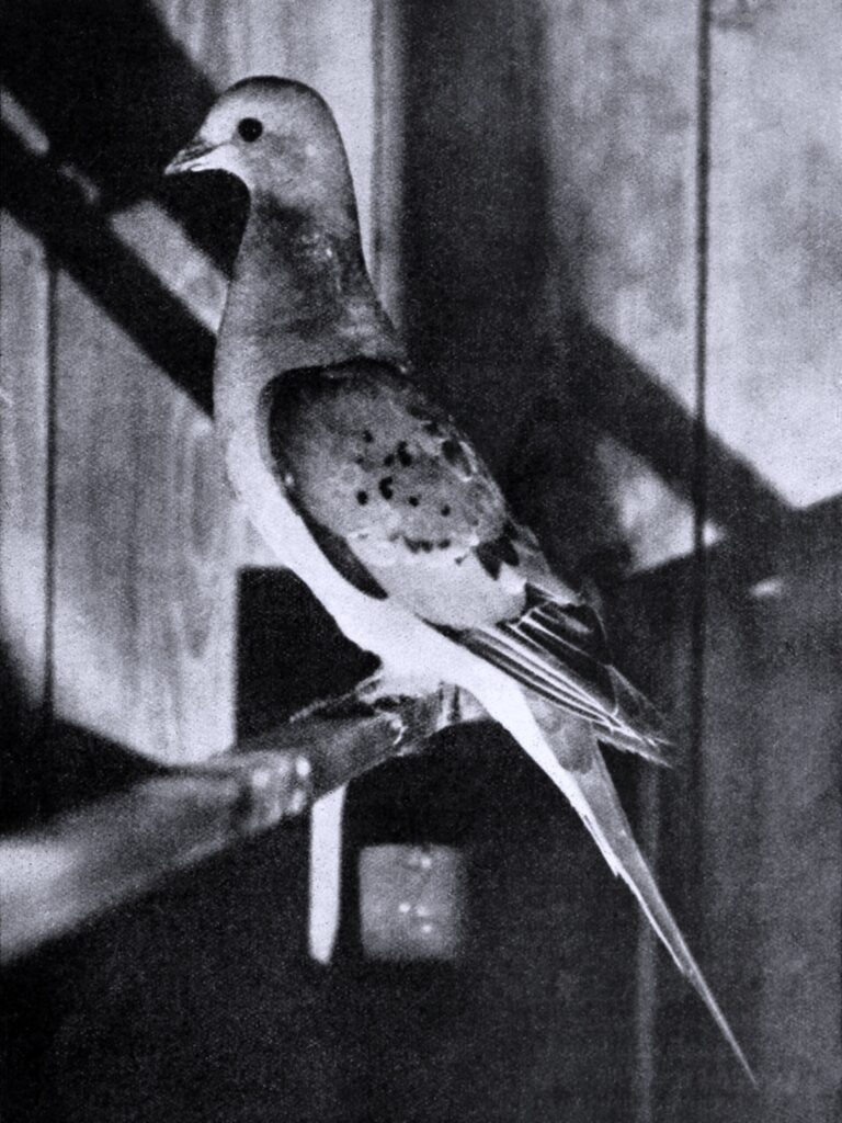 Holub stěhovavý (Ectopistes migratorius)