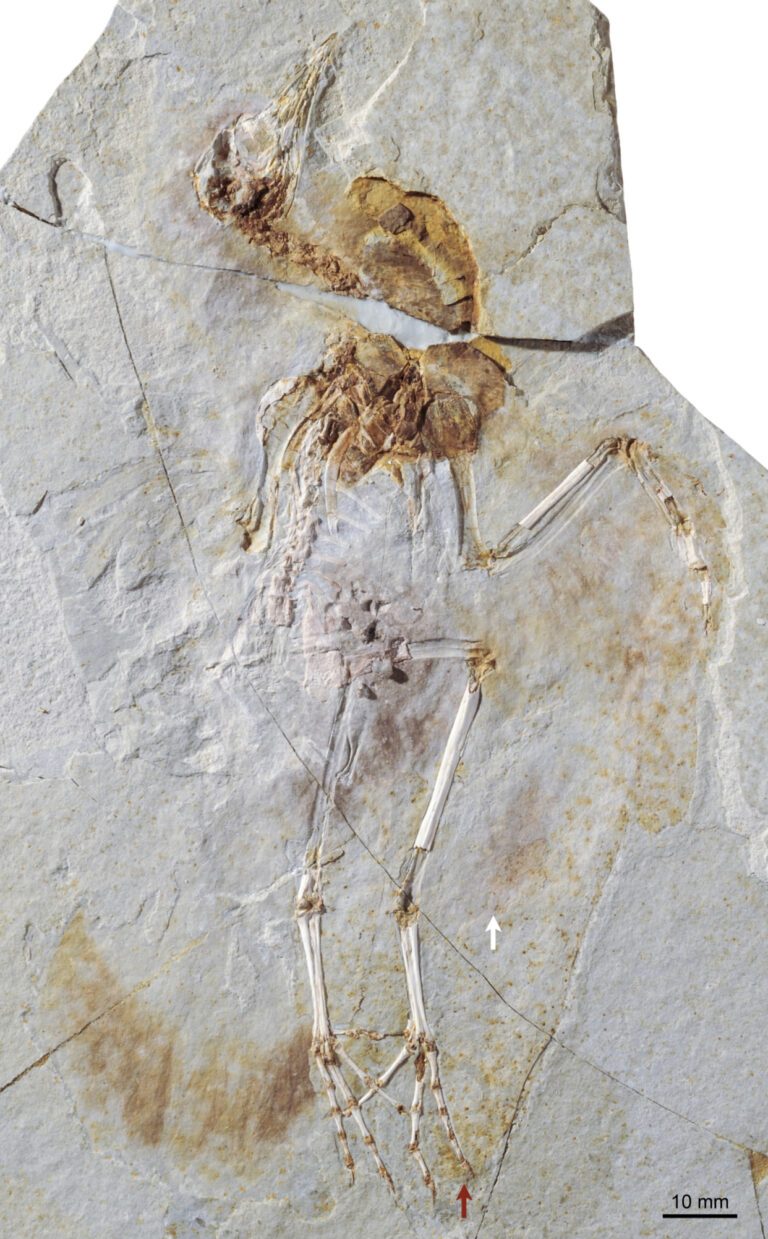 Hongshanornis longicresta (Hongshanornis longicresta)