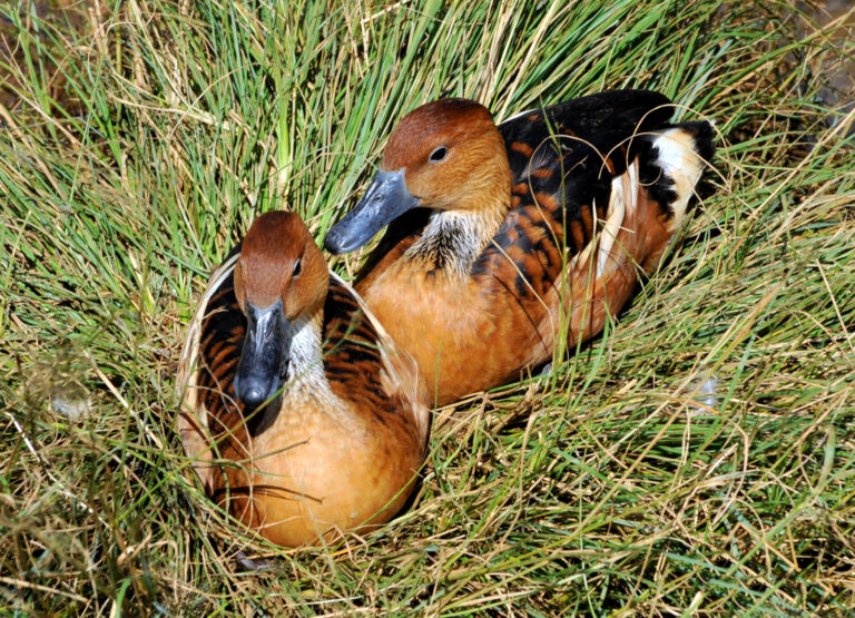 Husička dvoubarvá (Dendrocygna bicolor)