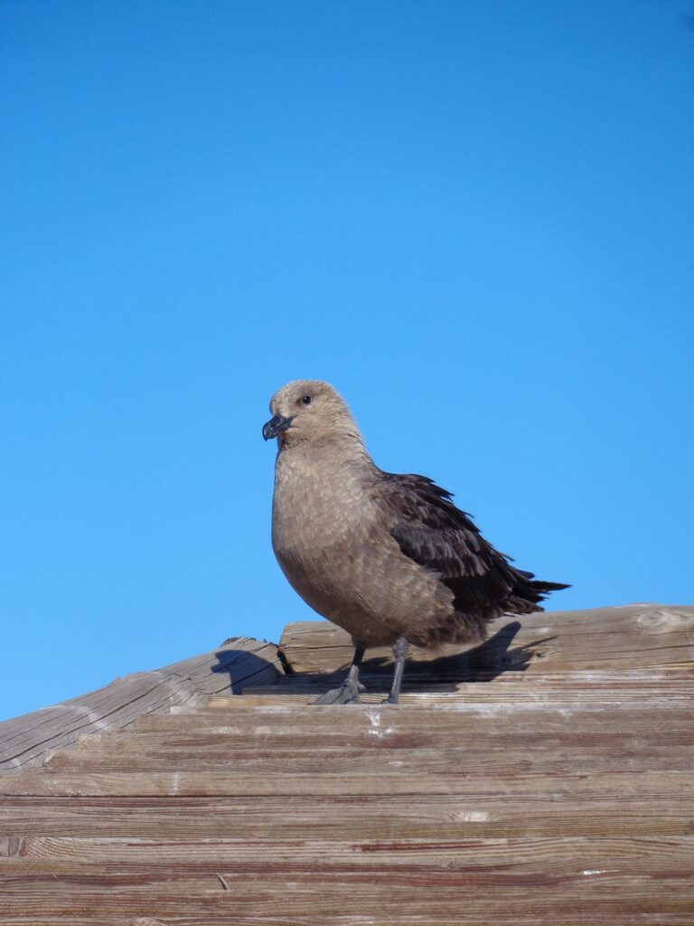 Chaluha antarktická (Stercorarius maccormicki)