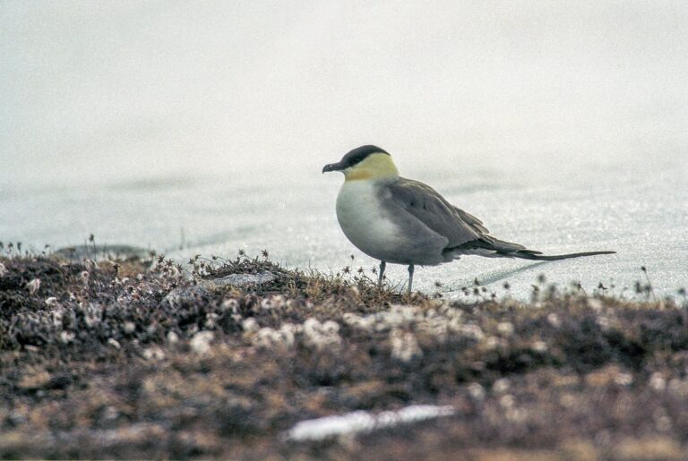Chaluha malá (Stercorarius longicaudus)