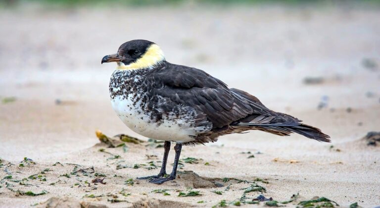 Chaluha pomořanská (Stercorarius pomarinus)