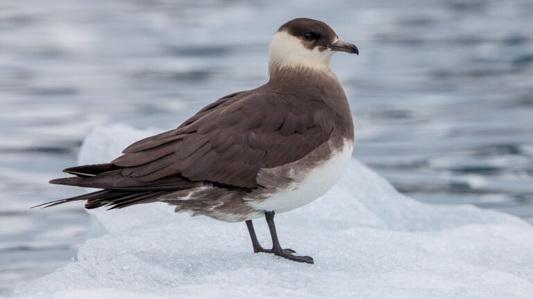 Chaluha příživná (Stercorarius parasiticus)