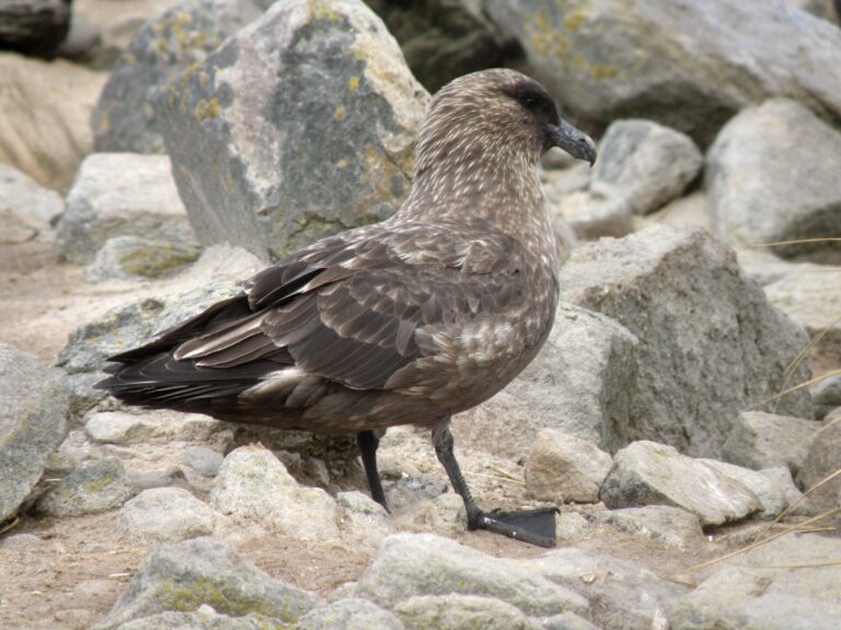 Chaluha subantarktická (Stercorarius antarcticus)
