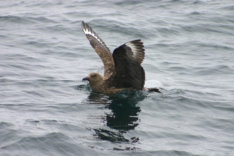 Chaluha velká (Stercorarius skua)