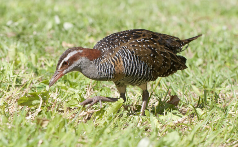 Chřástal páskovaný Chřástal páskovaný (Gallirallus philippensis)
