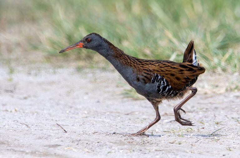 Chřástal vodní (Rallus aquaticus)