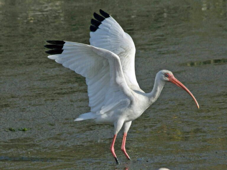 Ibis bílý (Eudocimus albus)