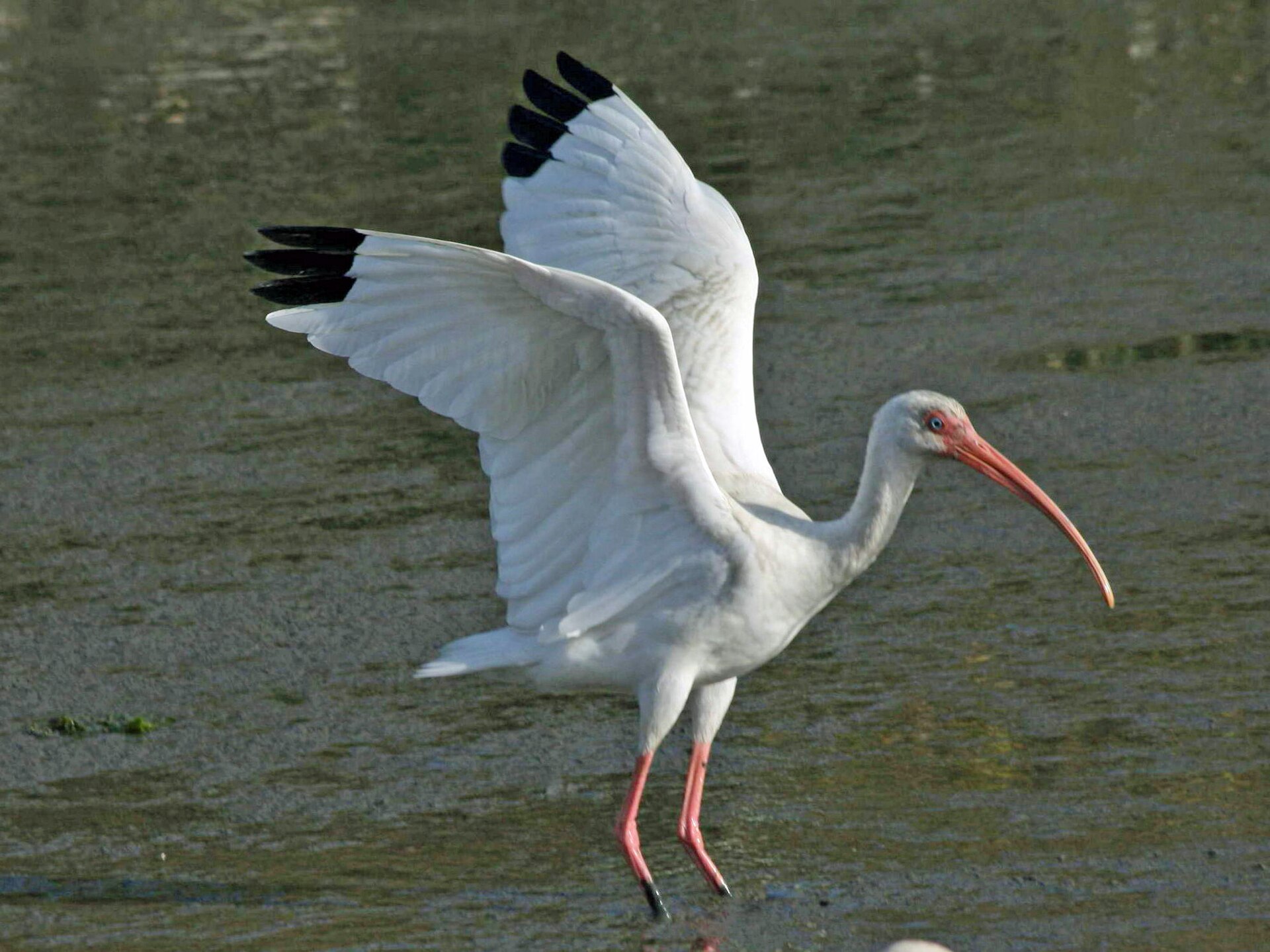 Ibis bílý