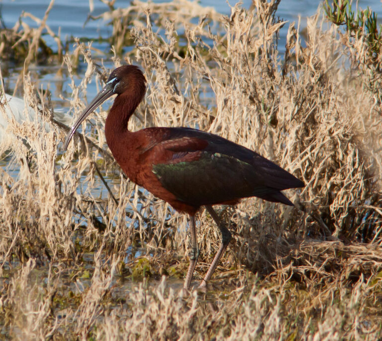 Ibis hnědý (Plegadis falcinellus)