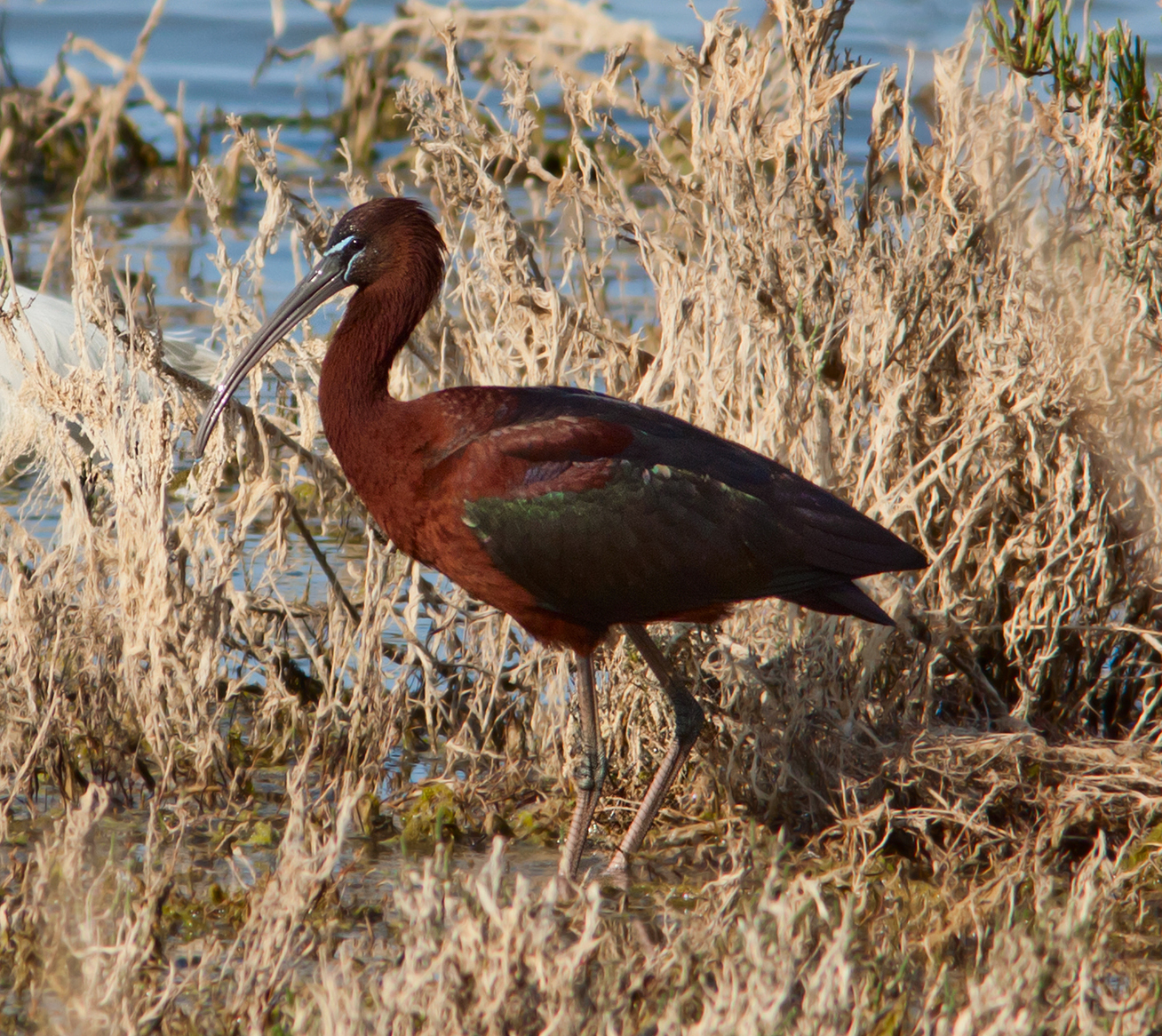 Ibis hnědý