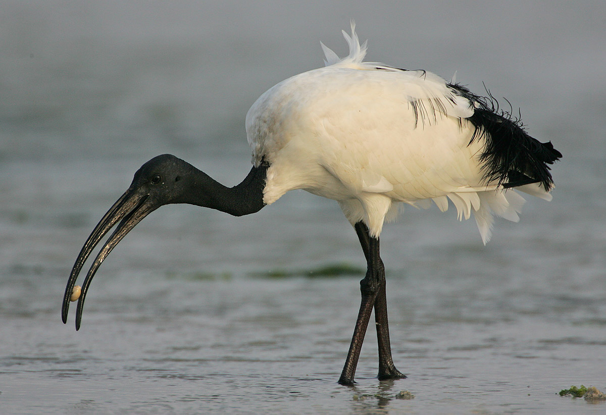 Ibis posvátný