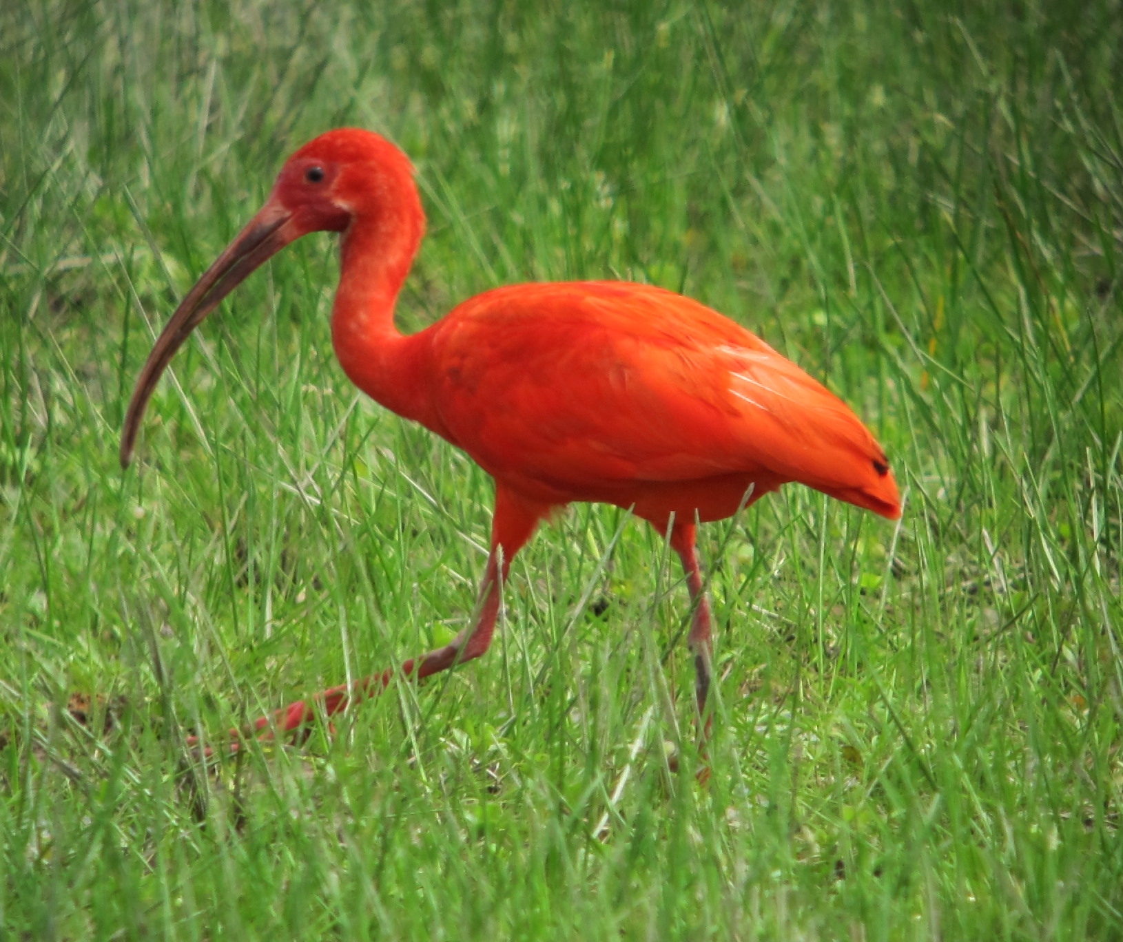 Ibis rudý