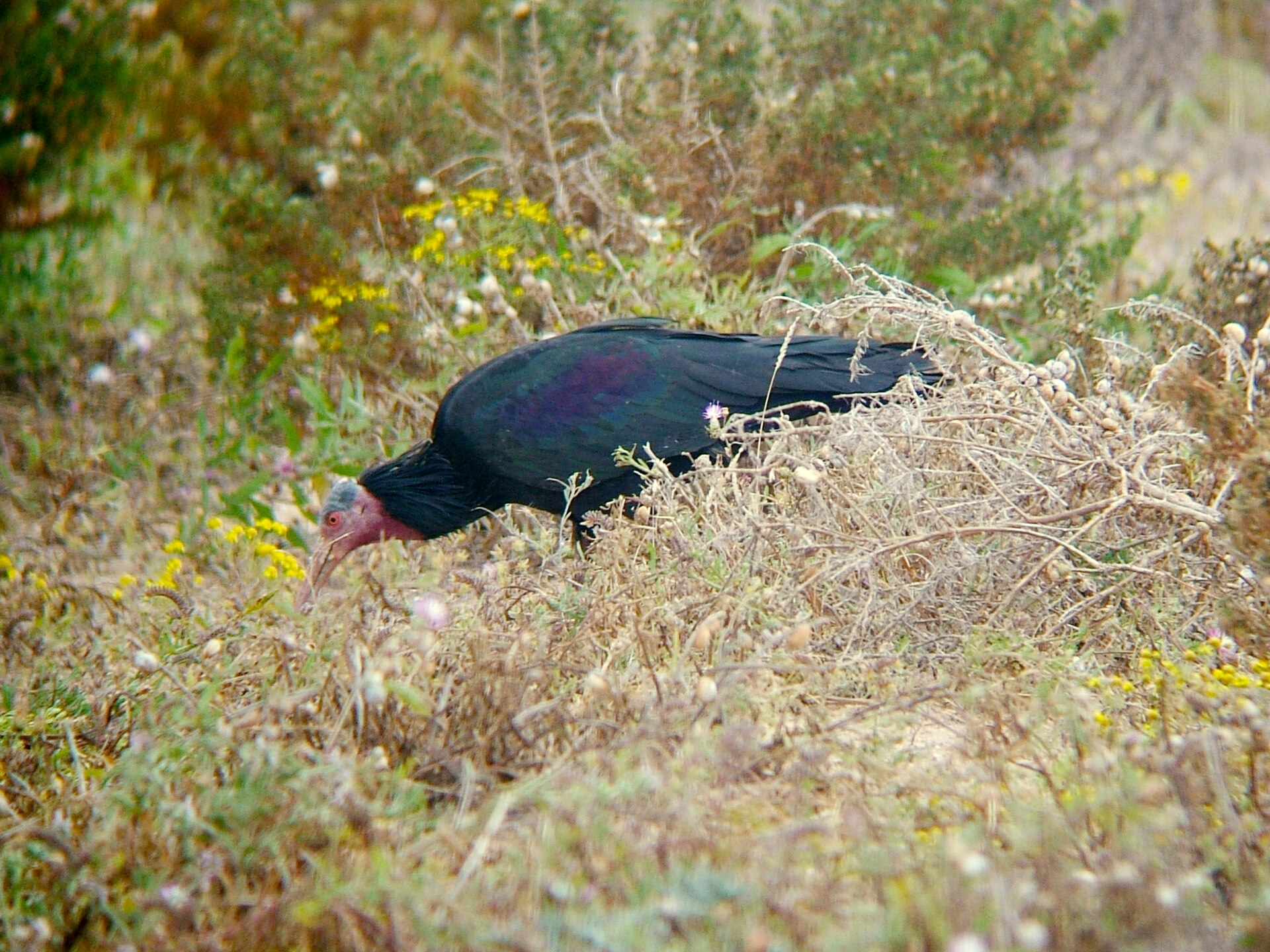 Ibis skalní