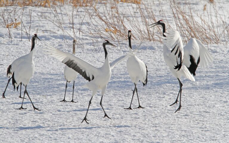Jeřáb mandžuský (Grus japonensis)