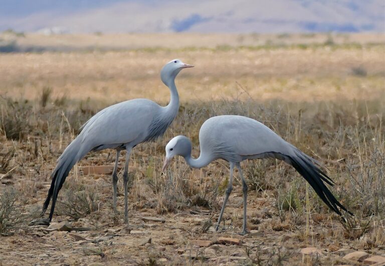 Jeřáb rajský (Anthropoides paradiseus)