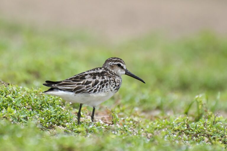 Jespáček ploskozobý (Calidris falcinellus)