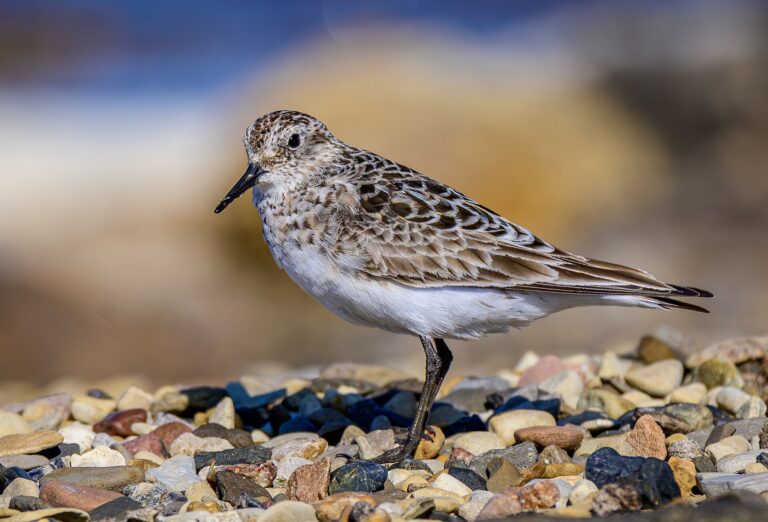 Jespák dlouhokřídlý (Calidris bairdii)