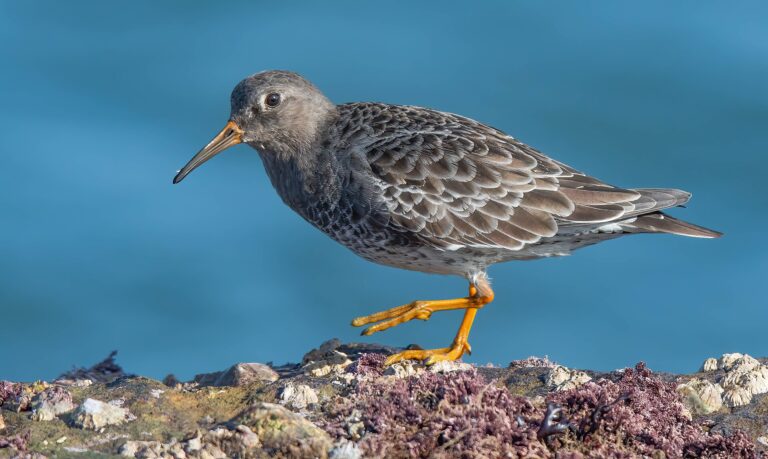 Jespák mořský (Calidris maritima)