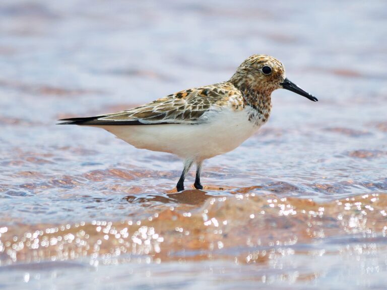 Jespák písečný Jespák písečný (Calidris alba)
