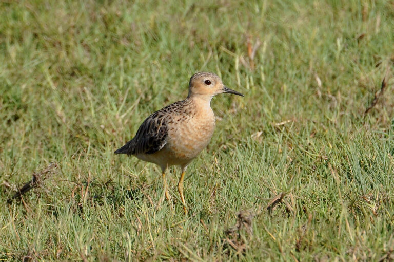 Jespák plavý (Tryngites subruficollis)