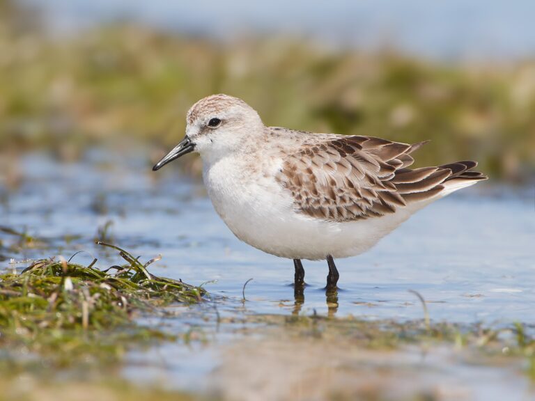 Jespák rudohrdlý (Calidris ruficollis)