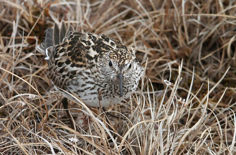 Jespák tundrový (Calidris fuscicollis)