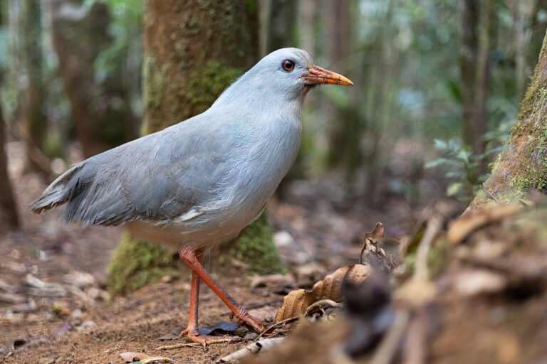 Kagu chocholatý (Rhynochetos jubatus)