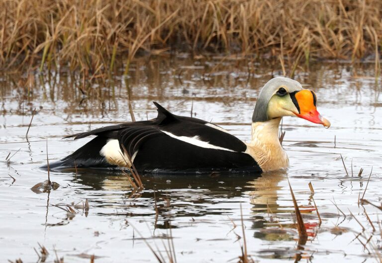 Kajka královská (Somateria spectabilis)