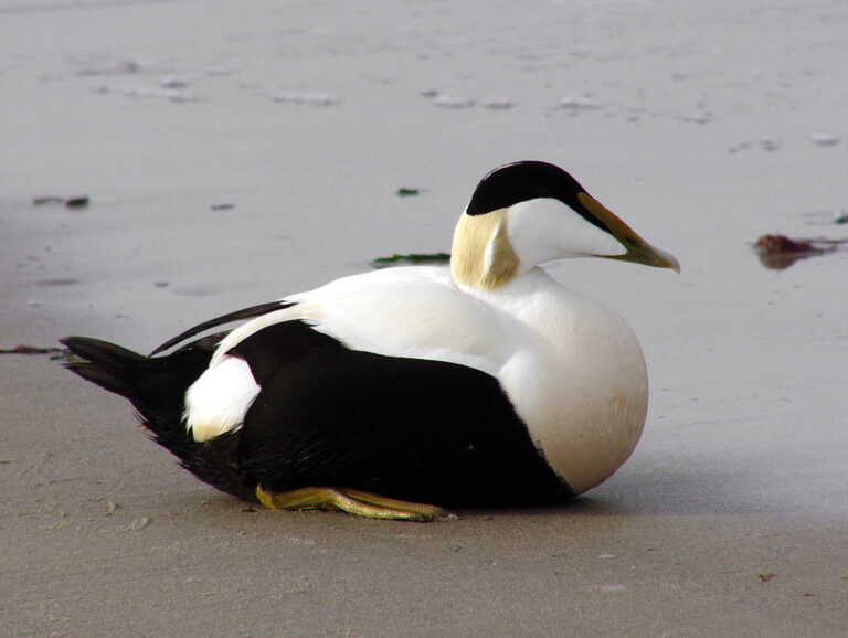 Kajka mořská (Somateria mollissima)