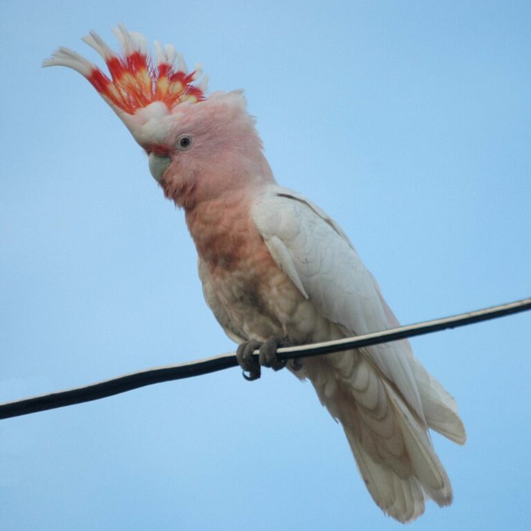 Kakadu inka (Cacatua leadbeateri)