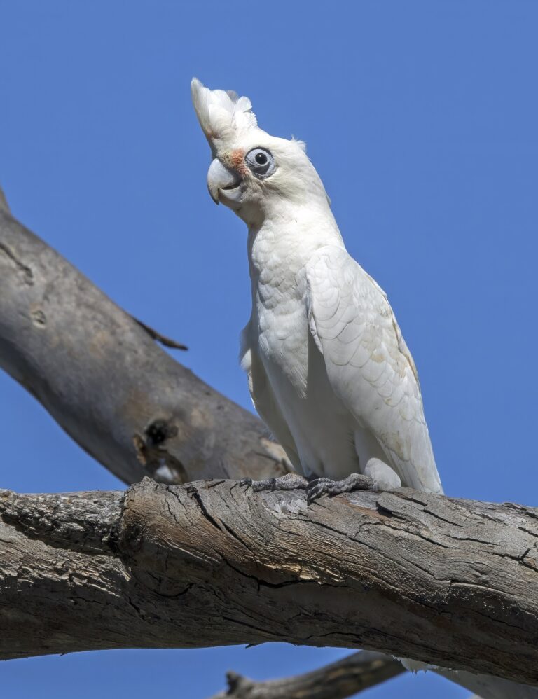Kakadu naholící Kakadu naholící (Cacatua sanguinea)