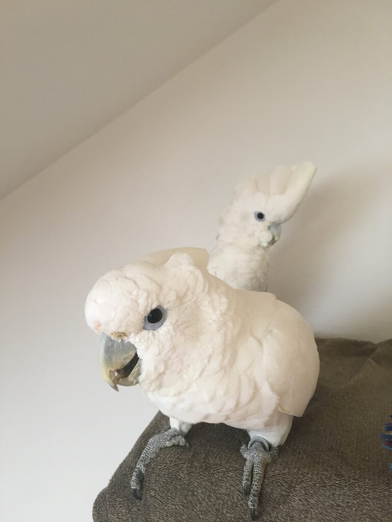 Kakadu šalomounský (Cacatua ducorpsii)