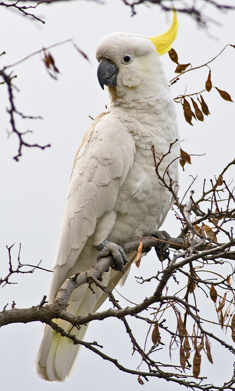 Kakadu žlutočečelatý (Cacatua galerita)
